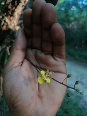 Trichocentrum brachyphyllum