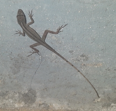 Anolis antonii