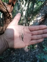 Trichocentrum brachyphyllum