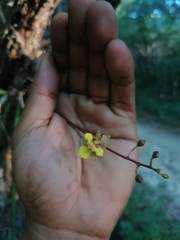 Trichocentrum brachyphyllum