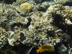 Pomacentrus sulfureus