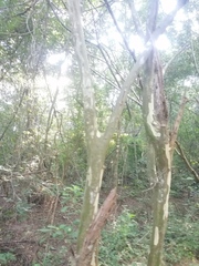 Chloroleucon mangense