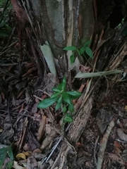 Pereskiopsis kellermanii