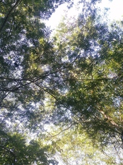 Chloroleucon mangense