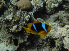 Amphiprion bicinctus