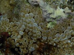 Entacmaea quadricolor