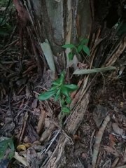 Pereskiopsis kellermanii