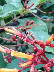 Polistes crinitus