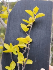 Forestiera reticulata