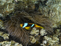 Amphiprion bicinctus