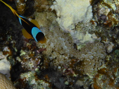 Amphiprion bicinctus
