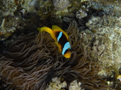 Amphiprion bicinctus