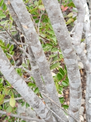 Forestiera reticulata