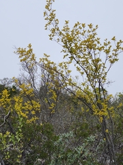 Forestiera reticulata