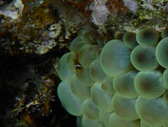 Amphiprion bicinctus