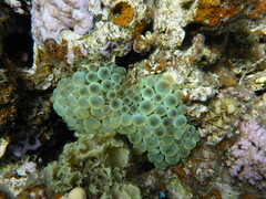 Entacmaea quadricolor