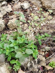 Scutellaria drummondii