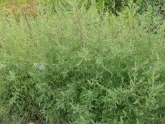 Bassia scoparia