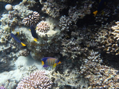 Pygoplites diacanthus