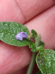 Scutellaria drummondii
