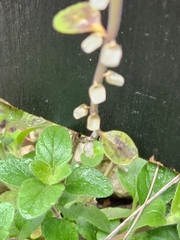 Scutellaria drummondii