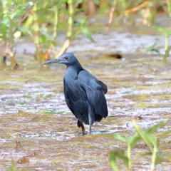 Egretta ardesiaca