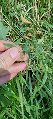 Lathyrus tuberosus