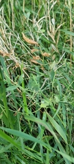 Lathyrus tuberosus