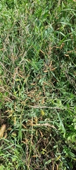 Lathyrus tuberosus