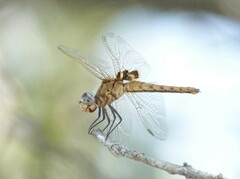 Urothemis
