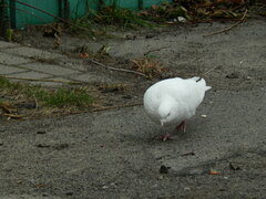 Columba livia domestica