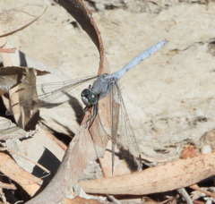Orthetrum chrysostigma