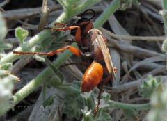 Sphex flavipennis