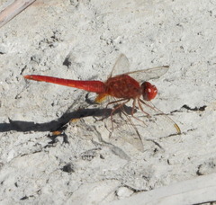 Crocothemis erythraea