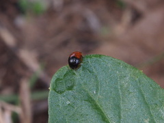 Hemithyrsocera palliata