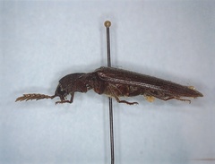 Pityobius anguinus