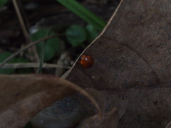 Hemithyrsocera palliata