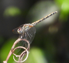 Trithemis arteriosa