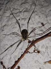 Lacinius