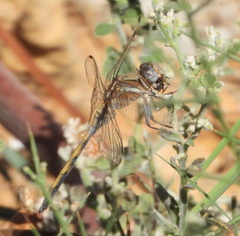 Orthetrum chrysostigma