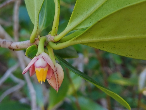 Ternstroemia stahlii