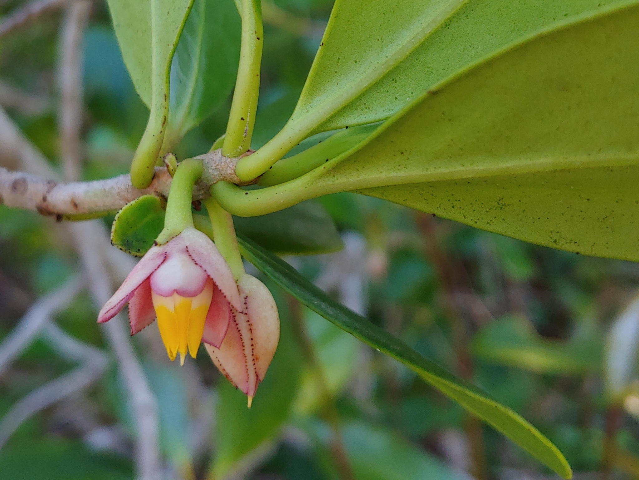 Ternstroemia stahlii