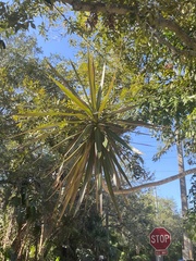 Yucca aloifolia