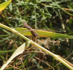 Crocothemis erythraea