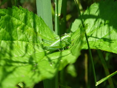 Tettigonia