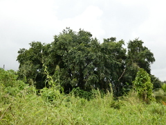 Syzygium cumini