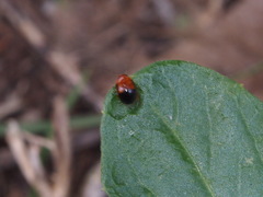 Hemithyrsocera palliata