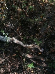 Salvadora lemniscata