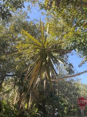 Yucca aloifolia