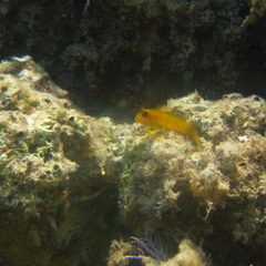 Parablennius pilicornis